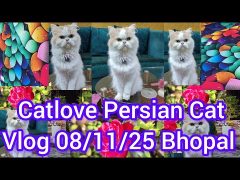Catlove Persian Cat Vlog 08/11/25 Live ll Youtube ll  vlogvideo ll  Viralvedeo ll Mukund 