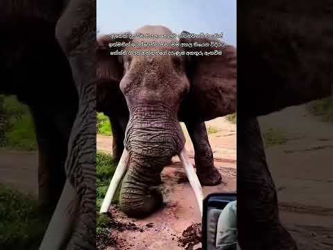 ඇතෙක් මෙහෙම ඉස්සරහට ආවොත් පරිස්සමෙන් 😰🐘# #elephant #foryou #protectanimals #foryoupage #wildlife