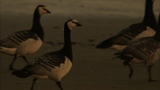 Goose Hunt - Hebrides: Islands on the Edge - BBC Two
