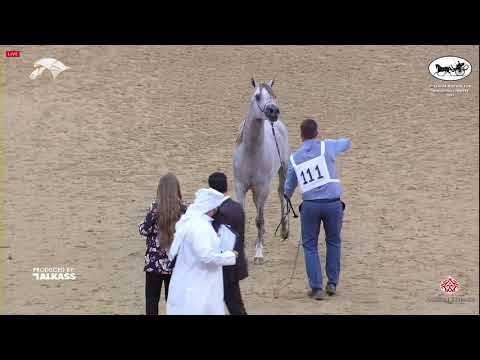 N 111 LAHEEB JATHAB   6th Qatar Nat  Arabian Peninsula HS for individual Owners   Colts 3 Years Old