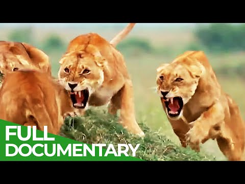 Survive the Wild | Episode 1: Rules of the Realm | Free Documentary Nature