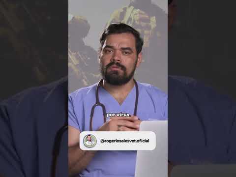 Os leucócitos, conhecidos como glóbulos brancos, são células responsáveis pela defesa do organismo.