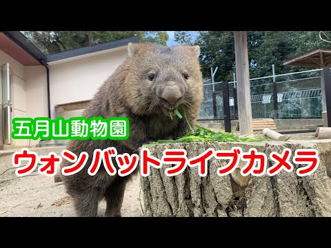 Satsukiyama DAYZOO　ウォンバットライブカメラ　～世界で唯一のウォンバットのライブ映像をお届け～