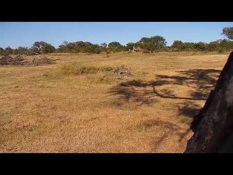 Djuma Private Game Reserve Live Stream