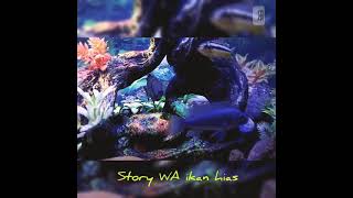 Download lagu story WA ikan hias air tawar... mp3