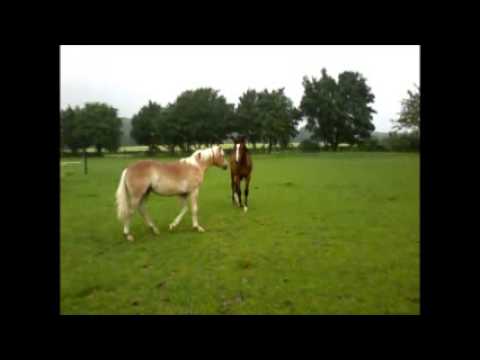 Junghengste auf der Weide