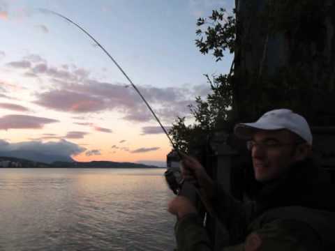 Coal fish ultra light fishing