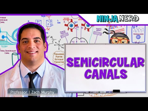 Special Senses | Semicircular Canals: Cristae Ampullaris | BPPV