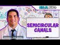 Special Senses Semicircular Canals Cristae Ampullaris BPPV