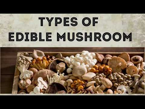 Basic Information about Different Types of Edible Mushroom