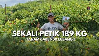 Download lagu PETANI CABE TERBAIK SE-CIANJUR?! 900 Lubang Buah Lebat Sampai Petikan 20 | Metode Buku Sakti mp3