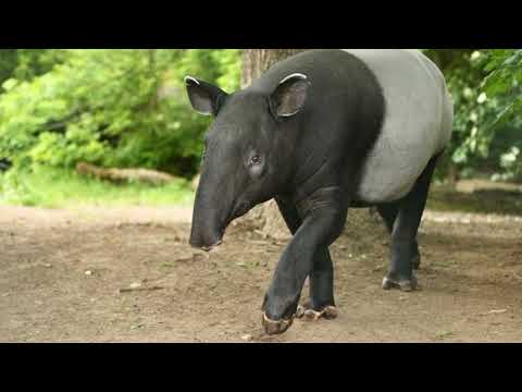 Conheça a ANTA MALAIA, a maior subespécie de anta!
