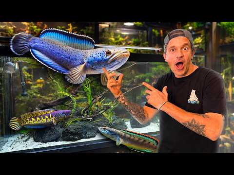 JE TRANSFORME MON SALON EN FISH-ROOM POUR MES CHANNAS - TOOPET