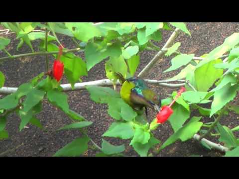 Nektárovka kokosová (Anthreptes malacensis) — správanie, biotop a hlas