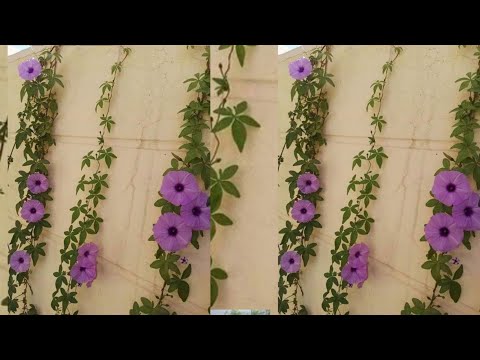 , title : 'أفضل خمسة نباتات متسلقة دائمة الخضرة و سريعة النمو و مزهرة لتغطية حائط و جدار البيت و سياج الحديقة'