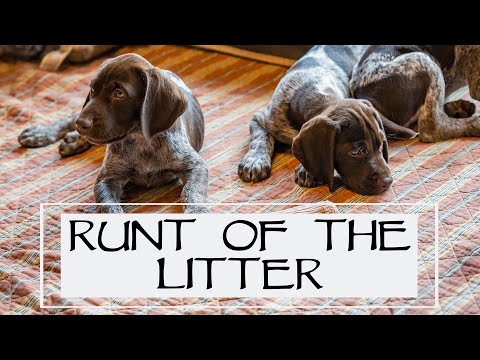 You Asked We Answered - The Runt Of The Litter - Episode 36: Part 3