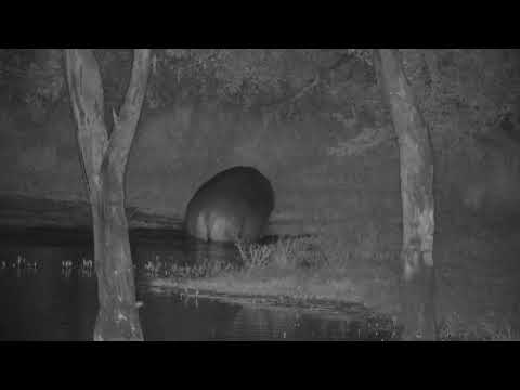 Djuma: Hippo out of the dam for few minutes - 02:59 - 05/12/2023