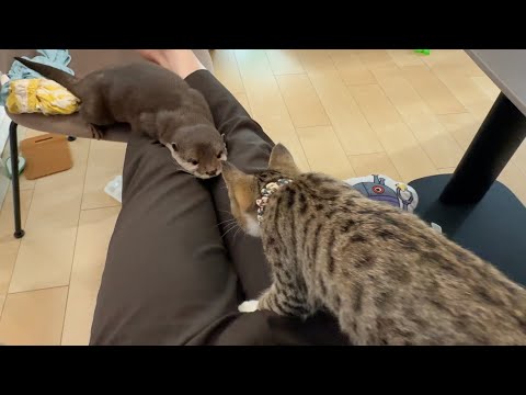 子猫に警戒されなくなってきたカワウソ kitten no longer alarmed by otter