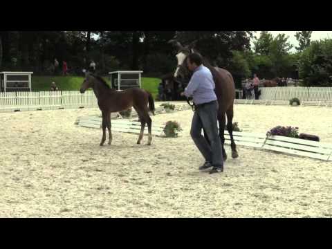 Stute von Cristallo II Stuten  und Fohlenschau Riesenbeck Hoerstel am 23 06 2014