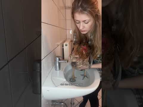 Can we save this chicken? 🐓💨🥚