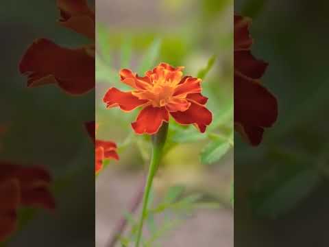 #nature  #shortsvideo #shorts #viral