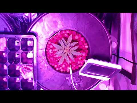 Cannabis Time Lapse Preview