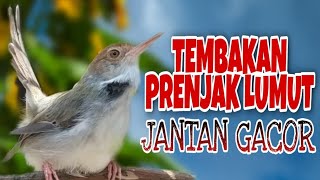 Download lagu Tembakan Prenjak Lumut Jantan GACOR mp3 Download lagu Tembakan Prenjak Lumut Jantan GACOR mp3