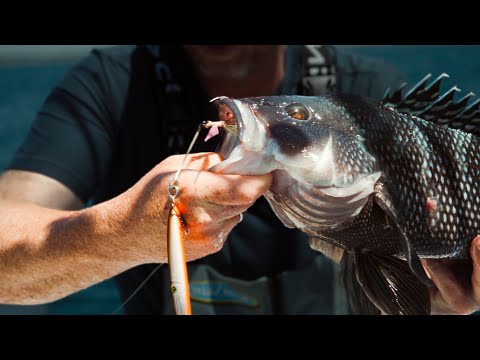 How To: Jigging | Black Seabass | No Bait #hogylures #fishing #fishinggear