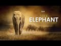 The Elephant A Symbol Of Wisdom And Longevity Hindi Infinity Stream
