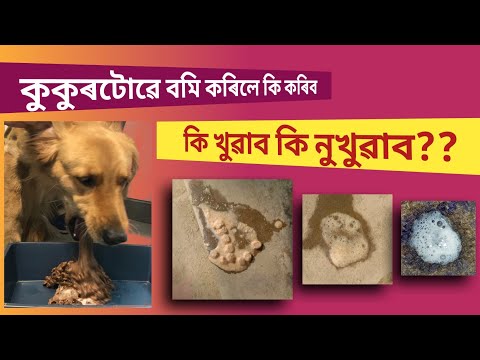 Vomiting in dogs|| আপোনাৰ কুকুৰটোৱে বমি কৰে নেকি|| বমি কৰিলে কি কৰিব @Assamese vet.