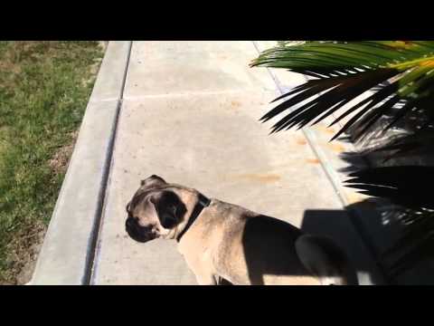 ¢σσℓ ∂σg ραят 2