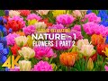 4K Blooming Flowers With Relaxing Piano Melodies Nature Sounds NATURE Season 1 Part 2