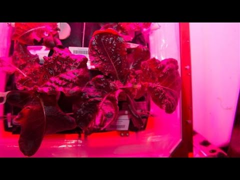 NASA Astronauts Eat First Space-Grown Veggies