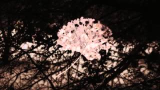 Yusef Lateef "The Purple Flower"