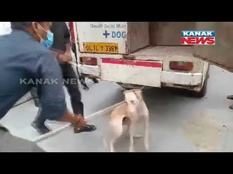 Delhi Police Rescues 14 Street Dogs Confined In Greater Kailash Flat