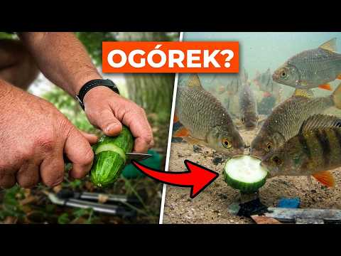 Czy ogórek stanowi odpowiedni pokarm dla ryb?