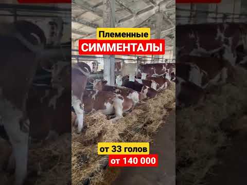 , title : 'Племенные Симменталы нетели от 33 голов  #simmental #cows #fermer #симментал #крс #продажакрс'
