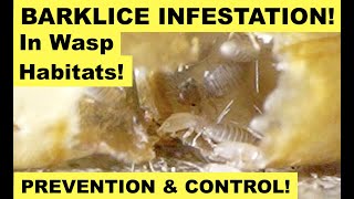 BOOKLICE / BARKLICE INFESTATION IN WASP HABITATS!  How To Collect Wasp Nests Safely! Prevent Psocids