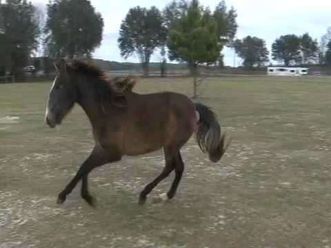 *SOLD* FUNDADOR ROY --- 2008 Grey P.R.E. Andalusian Stallion