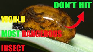 The 10 Most Dangerous Insects In The World