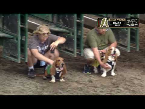 2025 Basset Hound Racing at Canterbury Park