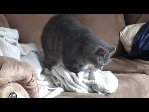 Neville Getting Comfy