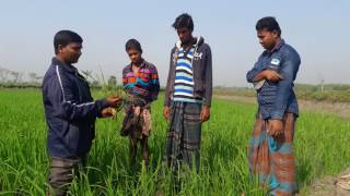 কৃষকের জানালা এ্যাপস ব্যবহার করে কৃষি সেবা