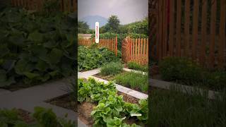 Download lagu BERKEBUN DI HALAMAN RUMAH #gardening #berkebun #menanamdirumah #panensayuran mp3