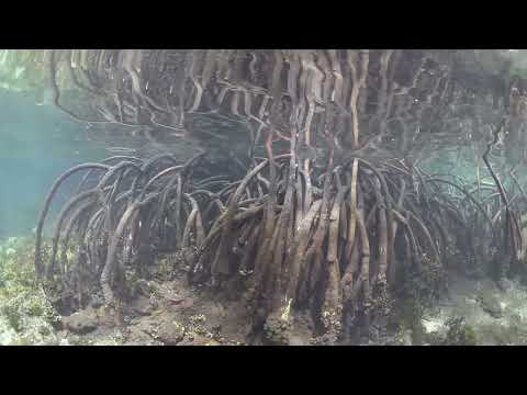 This swamp isn’t empty