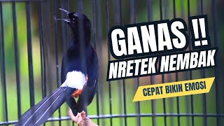 Download lagu MURAI BATU GACOR FULL ISIAN TEMBAKAN MEWAH SANGAT AMPUH MELATIH BONGKAR ISIAN mp3 Download lagu MURAI BATU GACOR FULL ISIAN TEMBAKAN MEWAH SANGAT AMPUH MELATIH BONGKAR ISIAN mp3