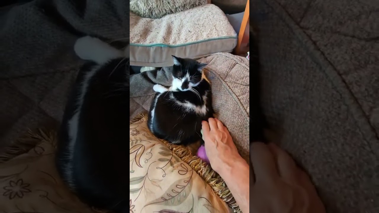 MooMoo, a Adoptable Domestic Short Hair in Oceanside, NY video 5/5
