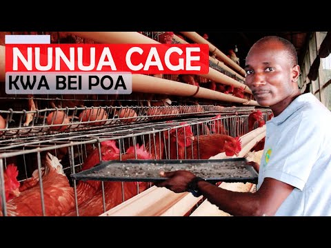 , title : 'Ufugaji wa kuku kisasa.Jipatie cage za kufuga vifaranga kwa bei nafuu sana.'