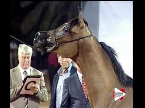 N.83 NEDEYA AL HAWAJER - Ajman 2016 - Fillies 2 years old (Class 2B)