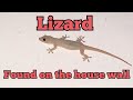 LIZARD TIKTIKI টিকটিকি CHIPKALI छिपकली